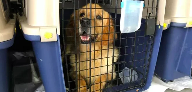 Salvati cento cani dal commercio di carne
